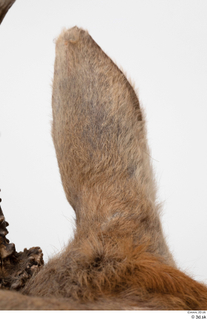 European roe deer ear 0009.jpg